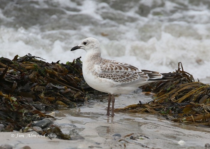 Mediterranean Gull