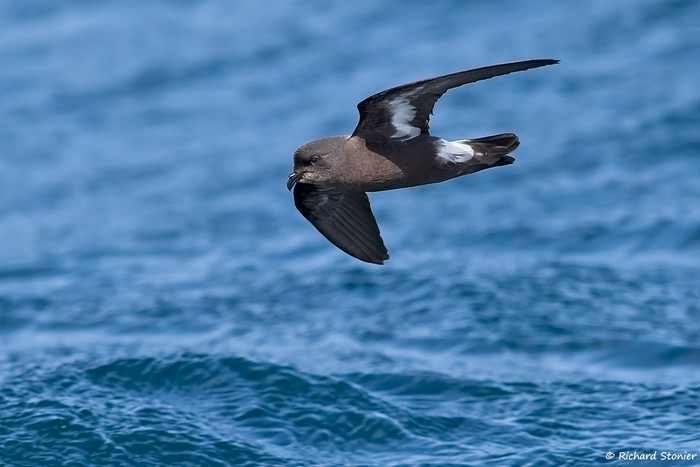Storm Petrel
