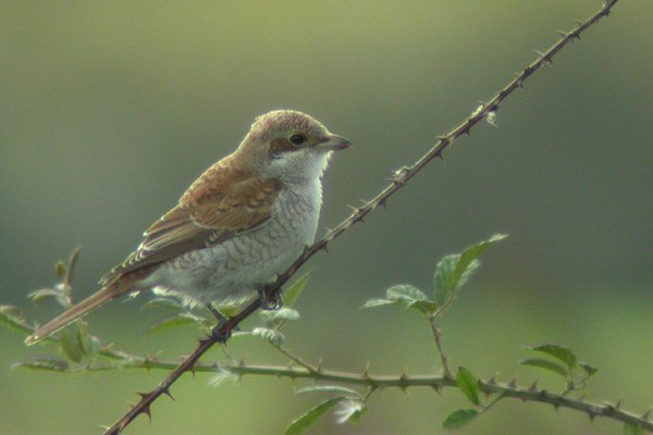 Red-backed Shrike