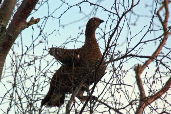 Black Grouse