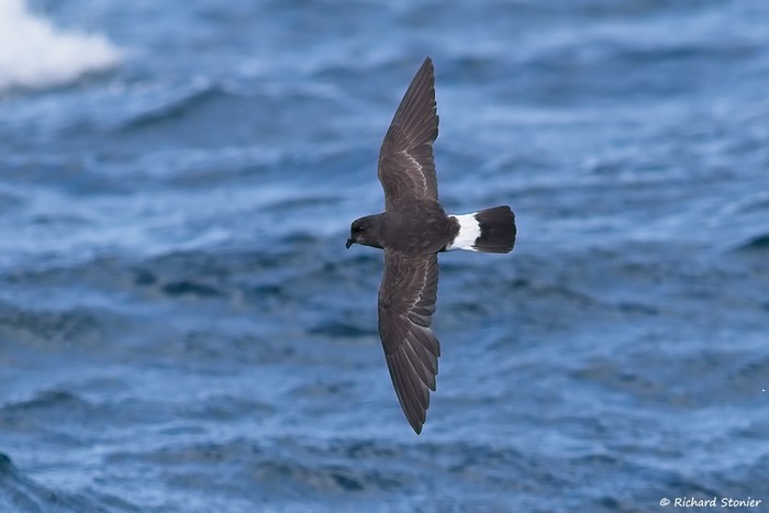 Storm Petrel