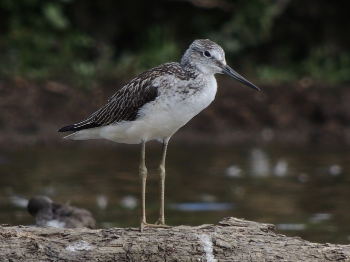 Greenshank