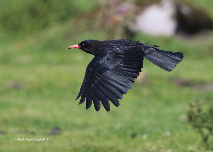 Chough
