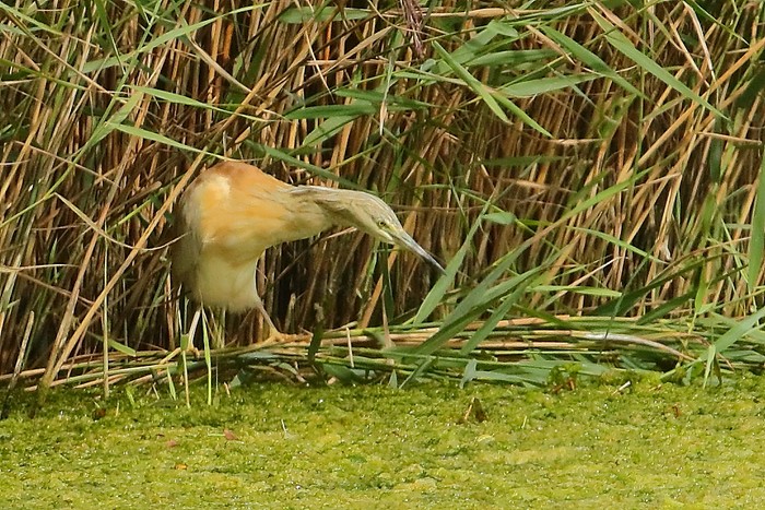 Squacco Heron