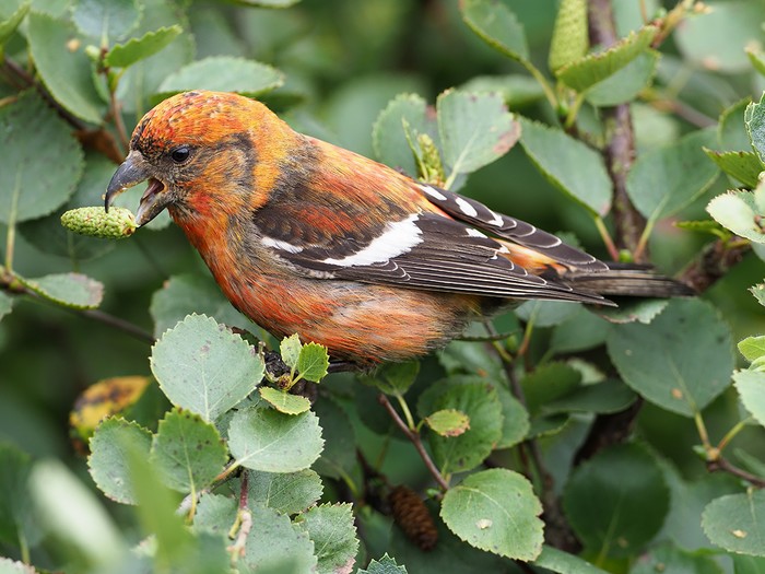 Two-barred Crossbill