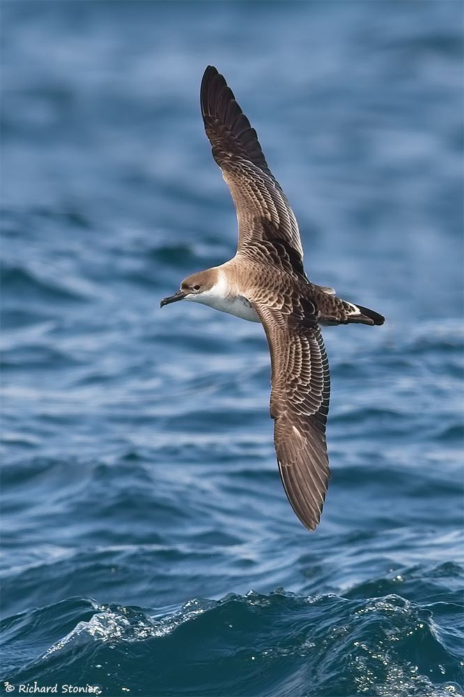 Great Shearwater