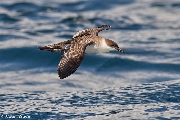 Great Shearwater