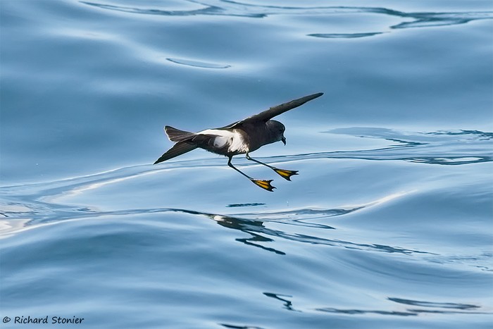 Wilson's Petrel