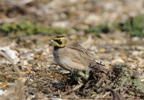 Shorelark