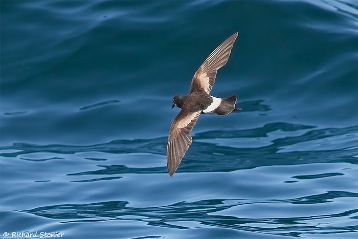 Wilson's Petrel