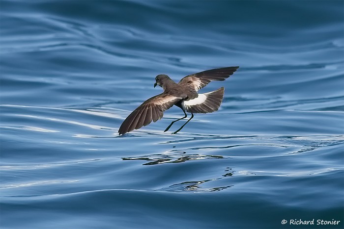 Wilson's Petrel