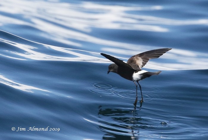 Wilson's Petrel