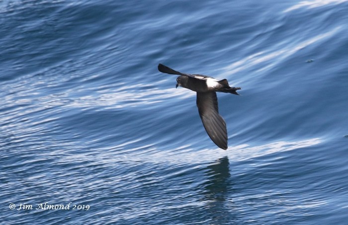 Wilson's Petrel