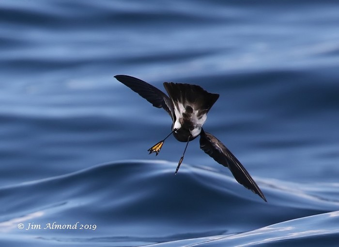 Wilson's Petrel