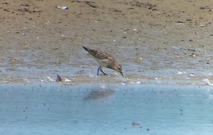 Pectoral Sandpiper