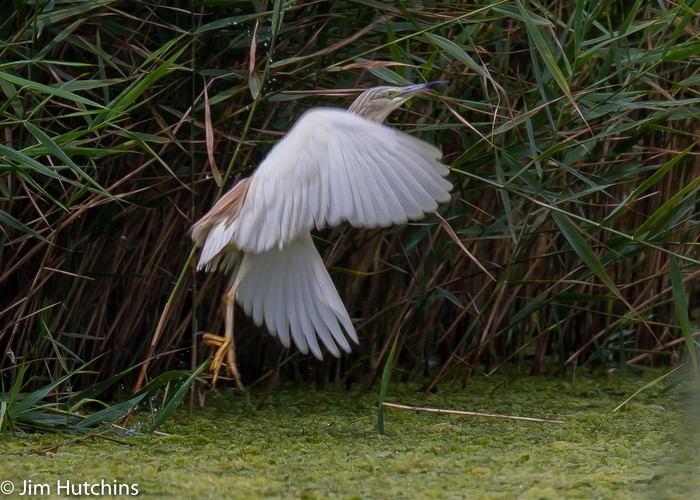 Squacco Heron