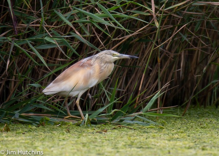 Squacco Heron