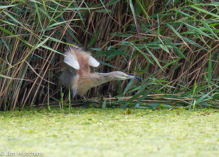 Squacco Heron