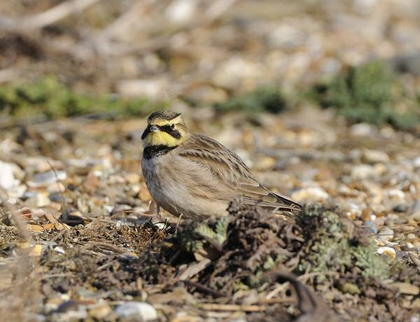 Shorelark