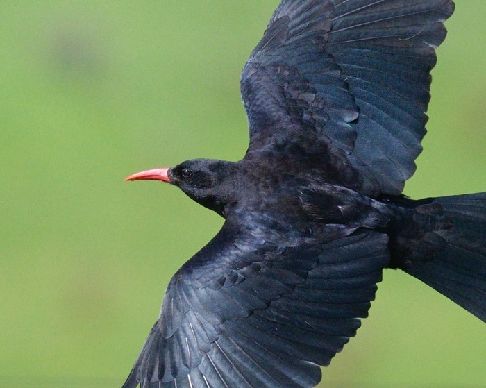 Chough