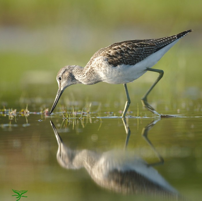Greenshank