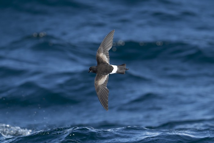 Wilson's Petrel