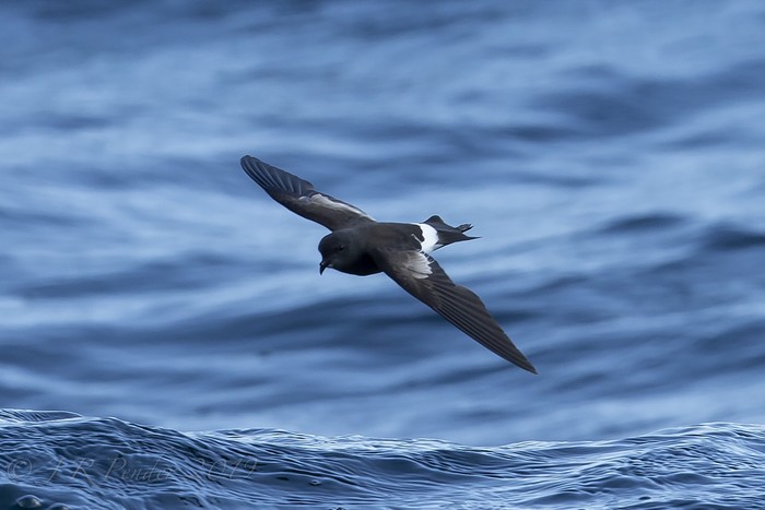 Wilson's Petrel