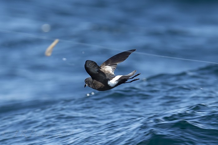 Wilson's Petrel
