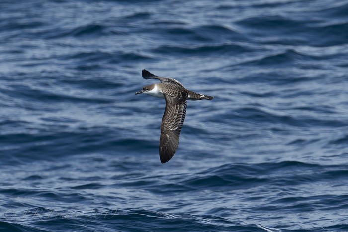 Great Shearwater