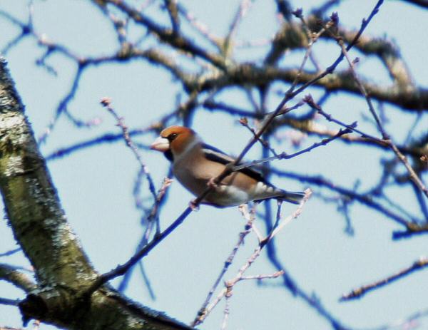 Hawfinch
