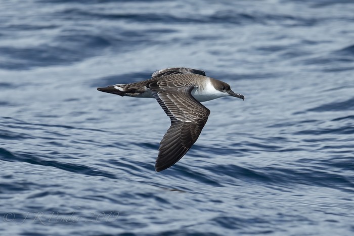 Great Shearwater