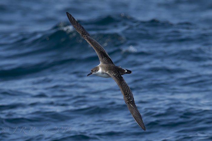 Great Shearwater