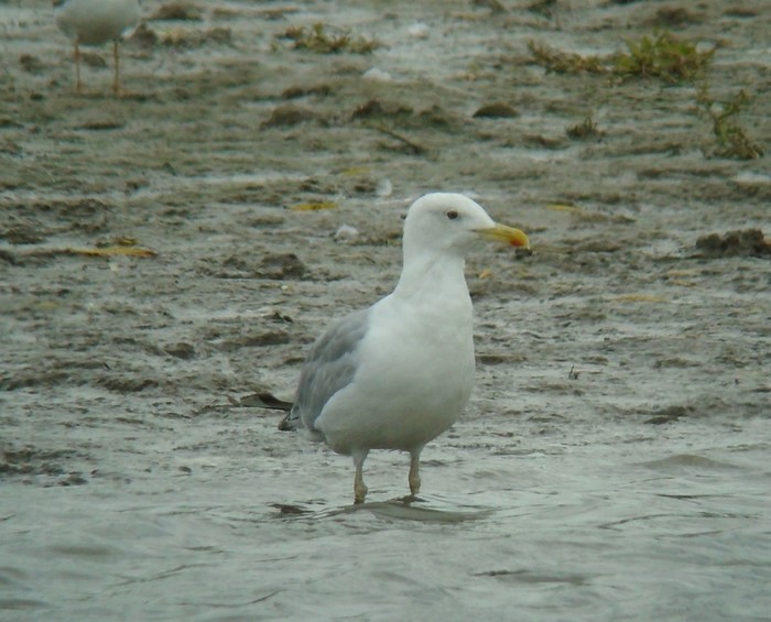 Caspian Gull