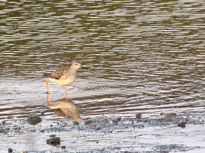 Lesser Yellowlegs