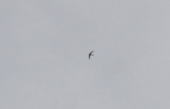 Pacific Swift
