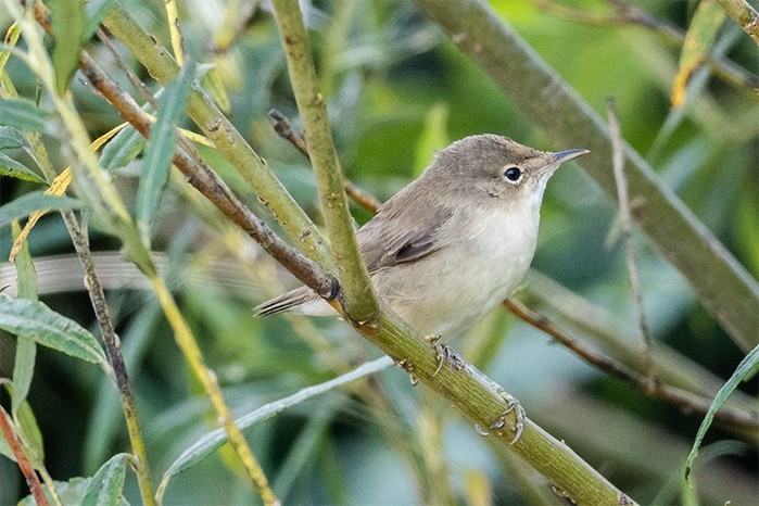 Marsh Warbler