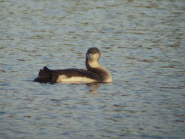 Black-throated Diver