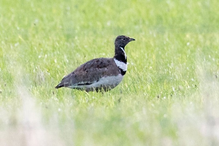 Little Bustard