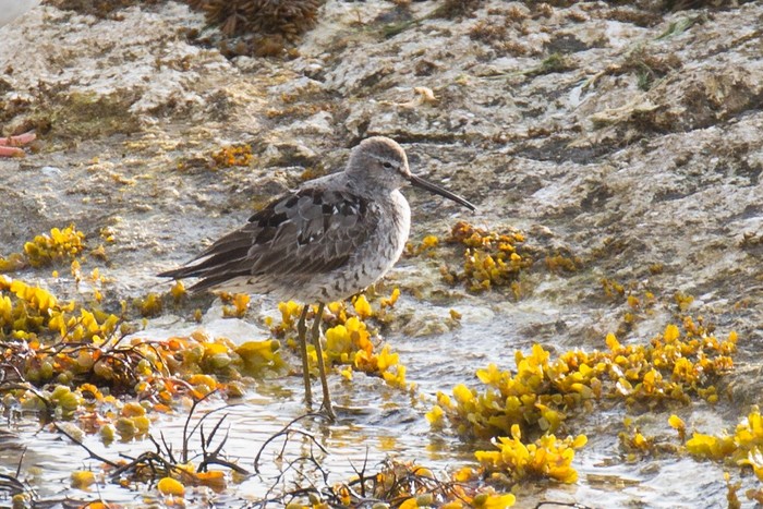 Stilt Sandpiper
