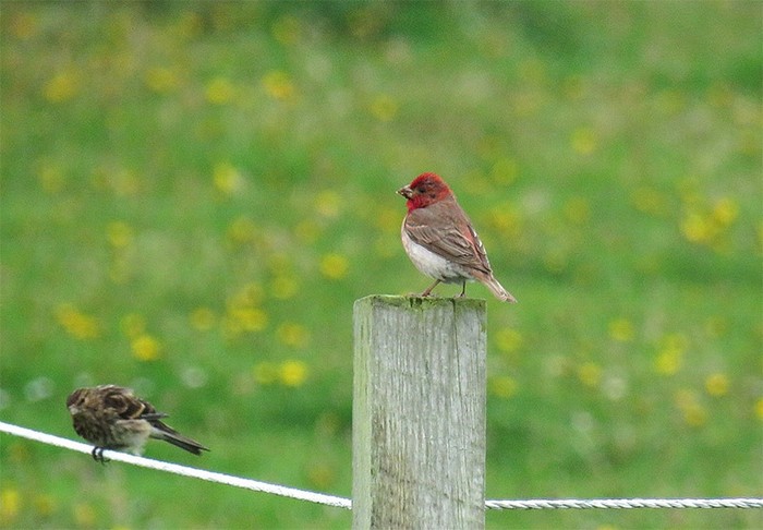 Common Rosefinch