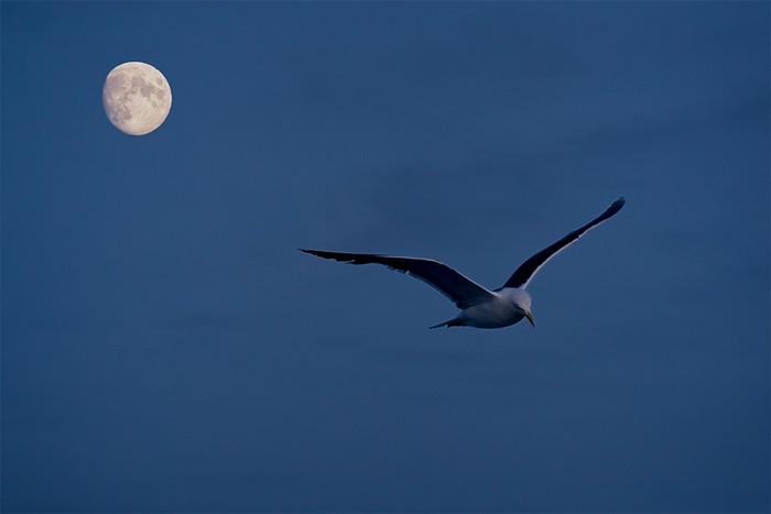 Great Black-backed Gull