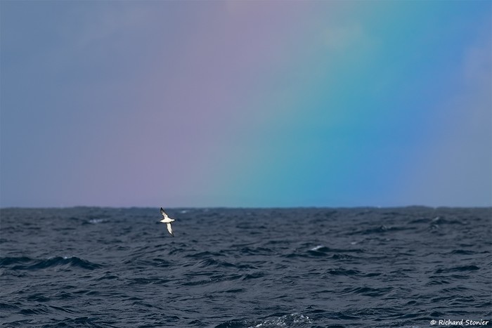 Manx Shearwater