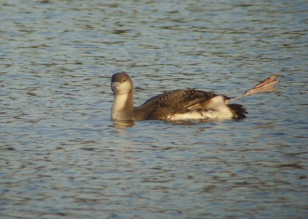 Black-throated Diver