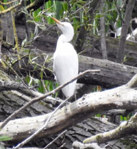 Cattle Egret