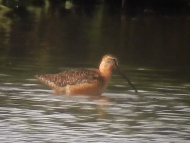 Long-billed Dowitcher