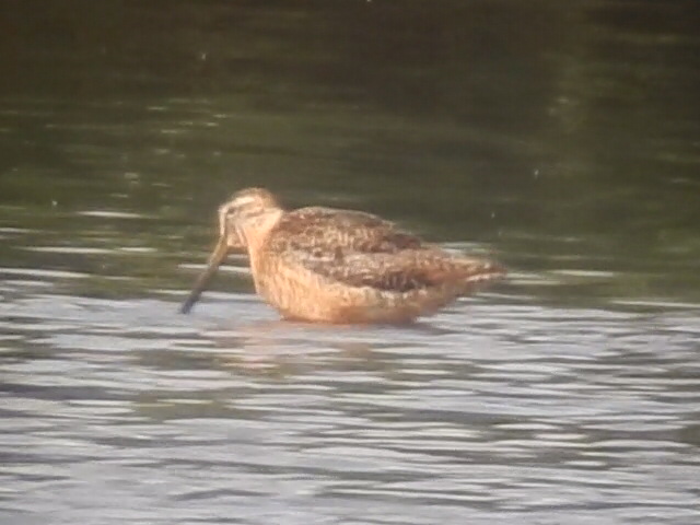 Long-billed Dowitcher