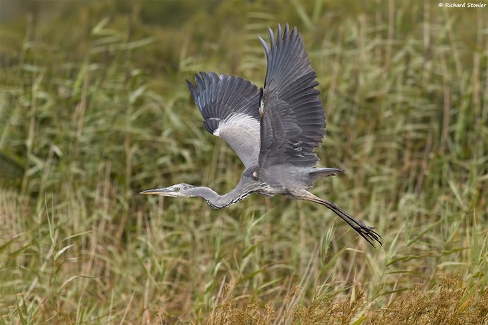 Grey Heron