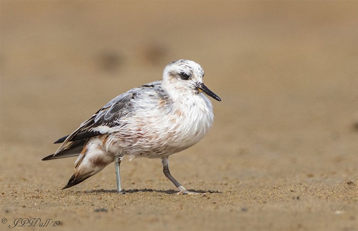 Grey Phalarope