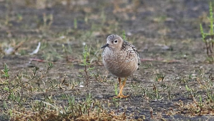 Buff-breasted Sandpiper
