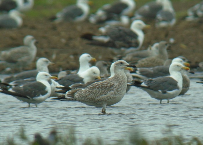 Caspian Gull